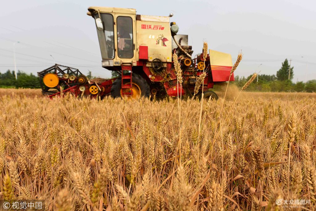 進度過七成半 全國冬小麥收獲2.39億畝