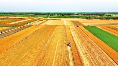 全國已收獲冬小麥面積1.86億畝